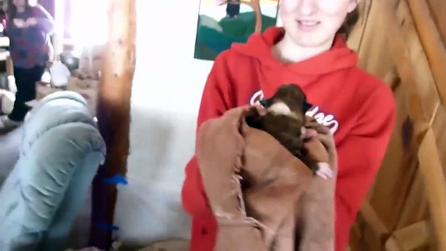 То, что сделала эта кошка, ломает стереотип вражды кошек и собак