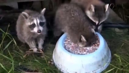 Самые прикольные животные