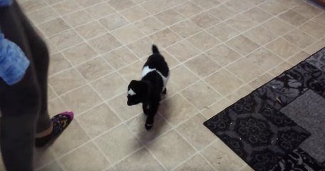 Baby Goat Hops Along With Doting Human Carer