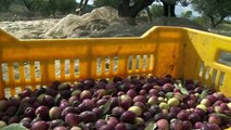 El cambio climático amenaza el oro verde de Túnez