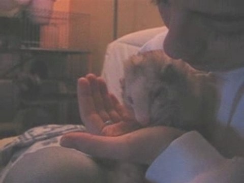 Furet > Poupou et ses bisous