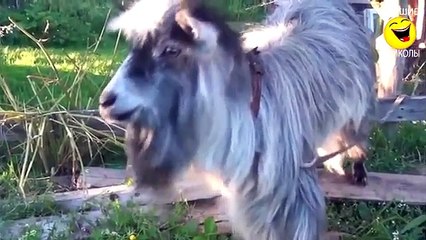 Selection Feil and failure in June 2015