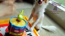 Funny animals playing musical instruments - funny little creatures compilation