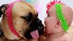 Children and dogs play together - funny kids and dogs (collection)