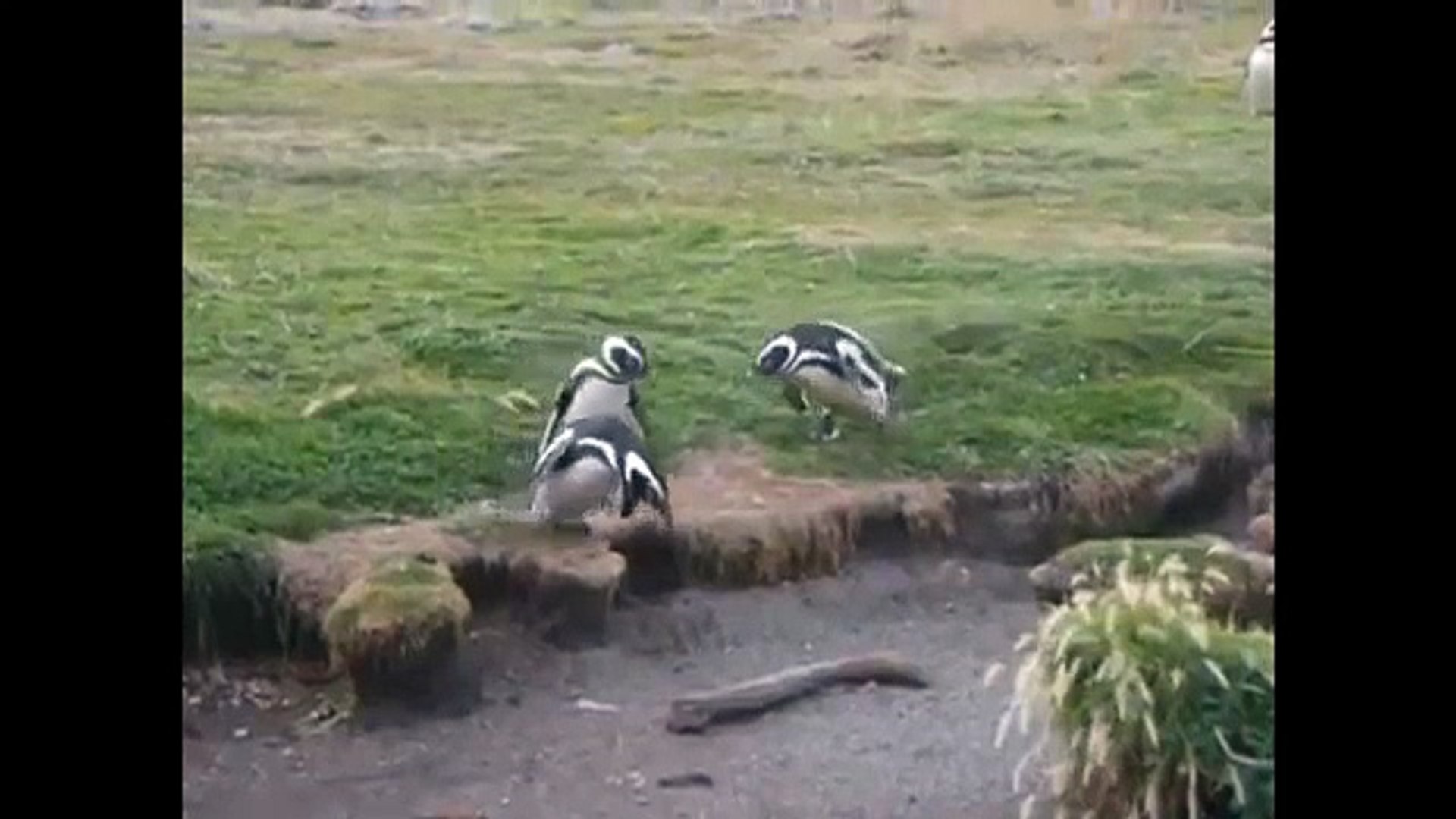 Pinguins vida engraçada e pinguins. Diversão com animais