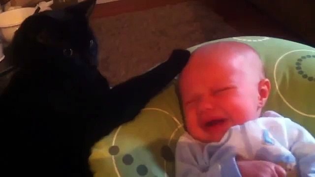 As crianças e os animais são diferentes. Funny Animals and Crianças