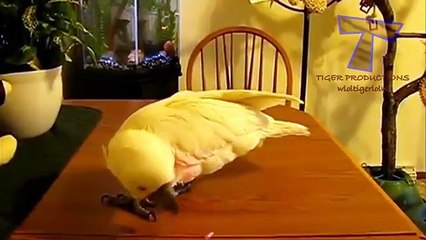 Animais na busca de um ponteiro laser. Os animais engraçados (coleção)