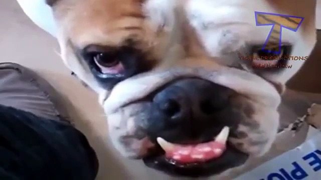 Os animais repousam em caixas - divertimento engraçado com animais