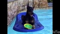 Dobermans recocidos. Diversión con Dobermans