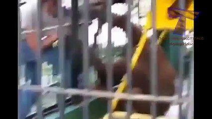 Los animales pueden ser tan nervioso. Animales divertidos (colección)