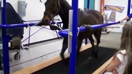 Animales en cintas de correr - animales divertidos (colección)