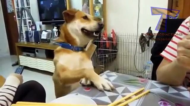 Mascotas se les pide que comer. Animales divertidos y lindos (colección)