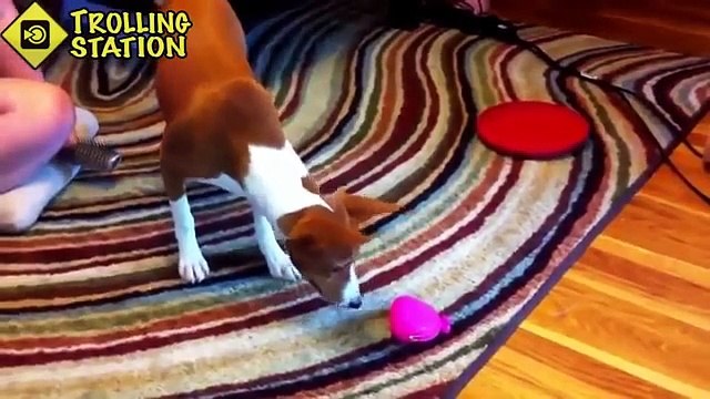 Animales divertidos. Gran colección de animales divertidos