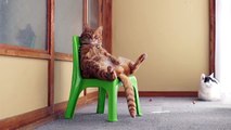 La vie du roi. Funny cat rouge assis sur le trône