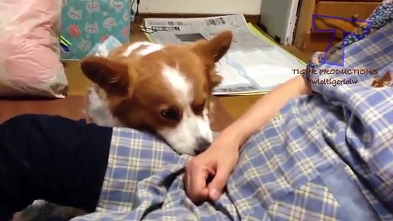 Drôle comparaison des chiens et des chats - collection Funny animaux