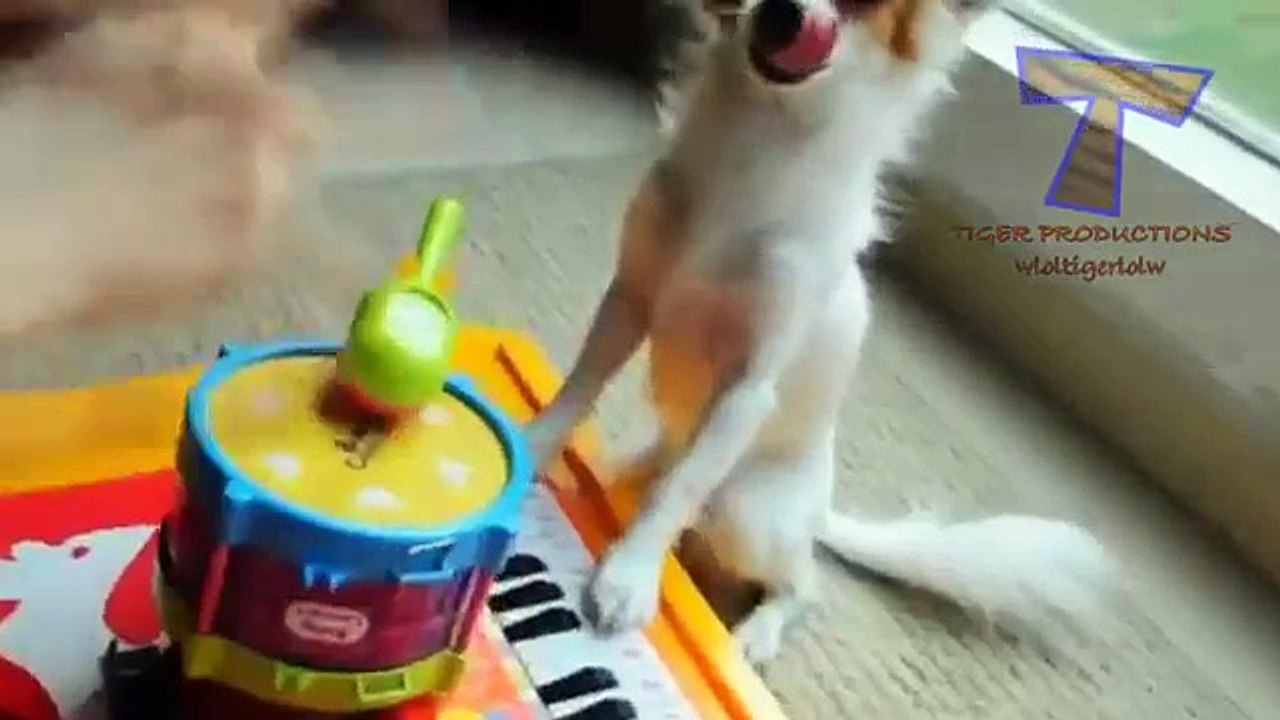 Funny animals jouant des instruments de musique - de drôles de petites créatures compilation