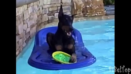 Dobermans recuites. Amusez-vous avec les dobermans