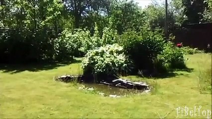 Les chats et les chiens de loisirs. Vidéo drôle au sujet des animaux
