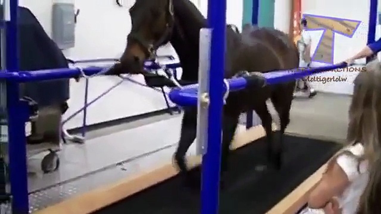 Animaux sur tapis de course - de drôles d'animaux (collection)