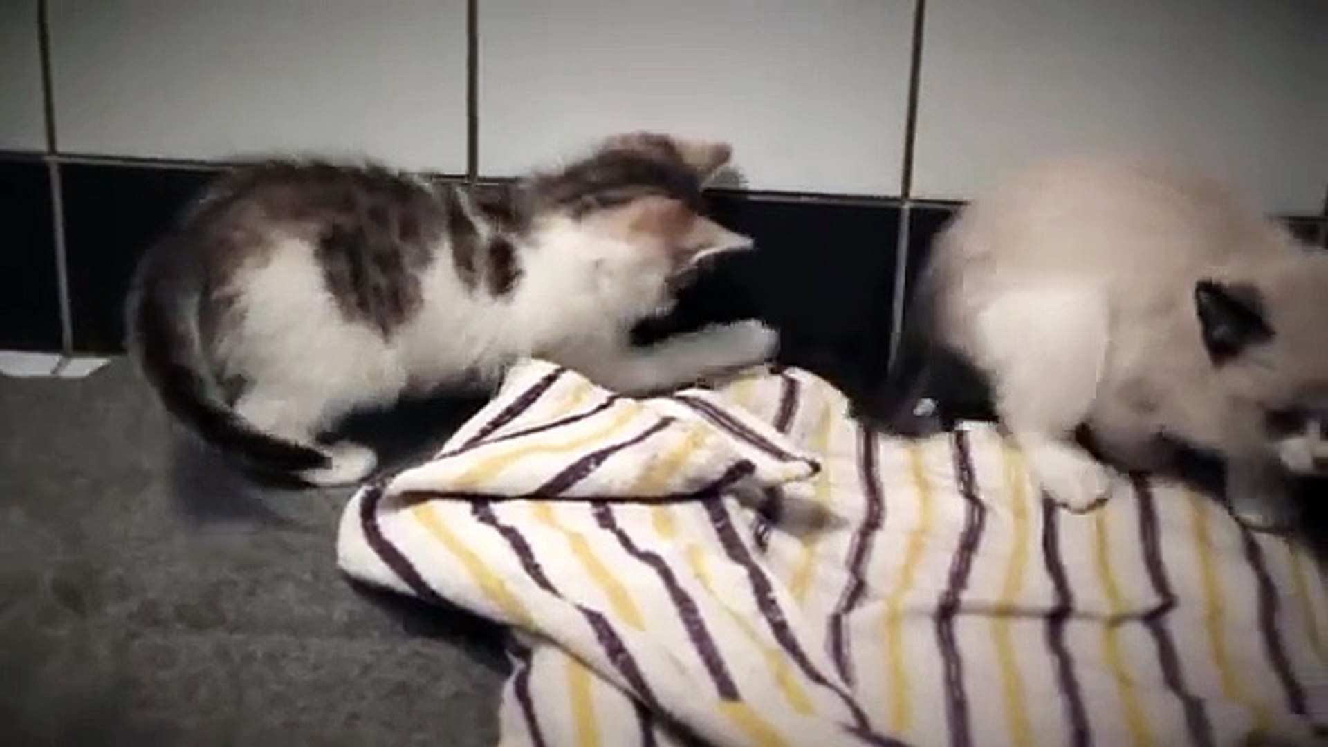 ⁣Жизнь котят. Два забавных котёнка весело проводят время