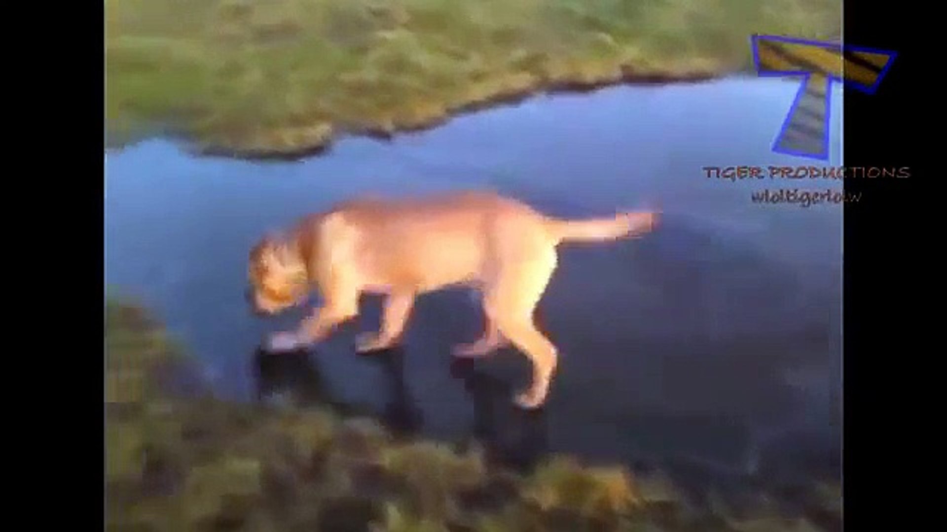 ⁣Забавные животные на льду - смешные животные (сборник)