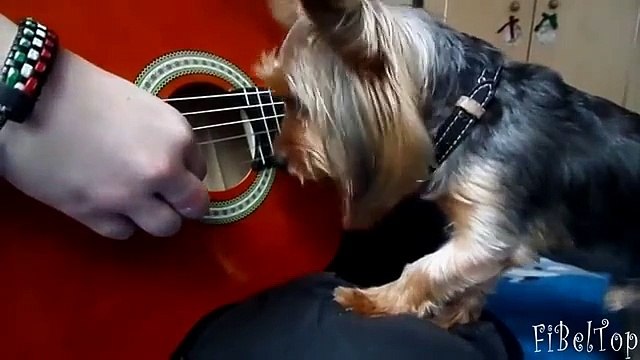 Забавные и смешные йоркширские терьеры. Прикольные собаки