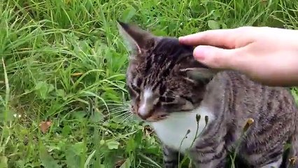Добрые и злые кошки. Подборка добрых и злых котов