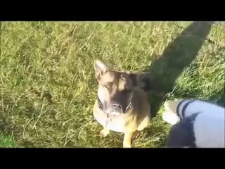 Животные смешат нас. Забавные животные