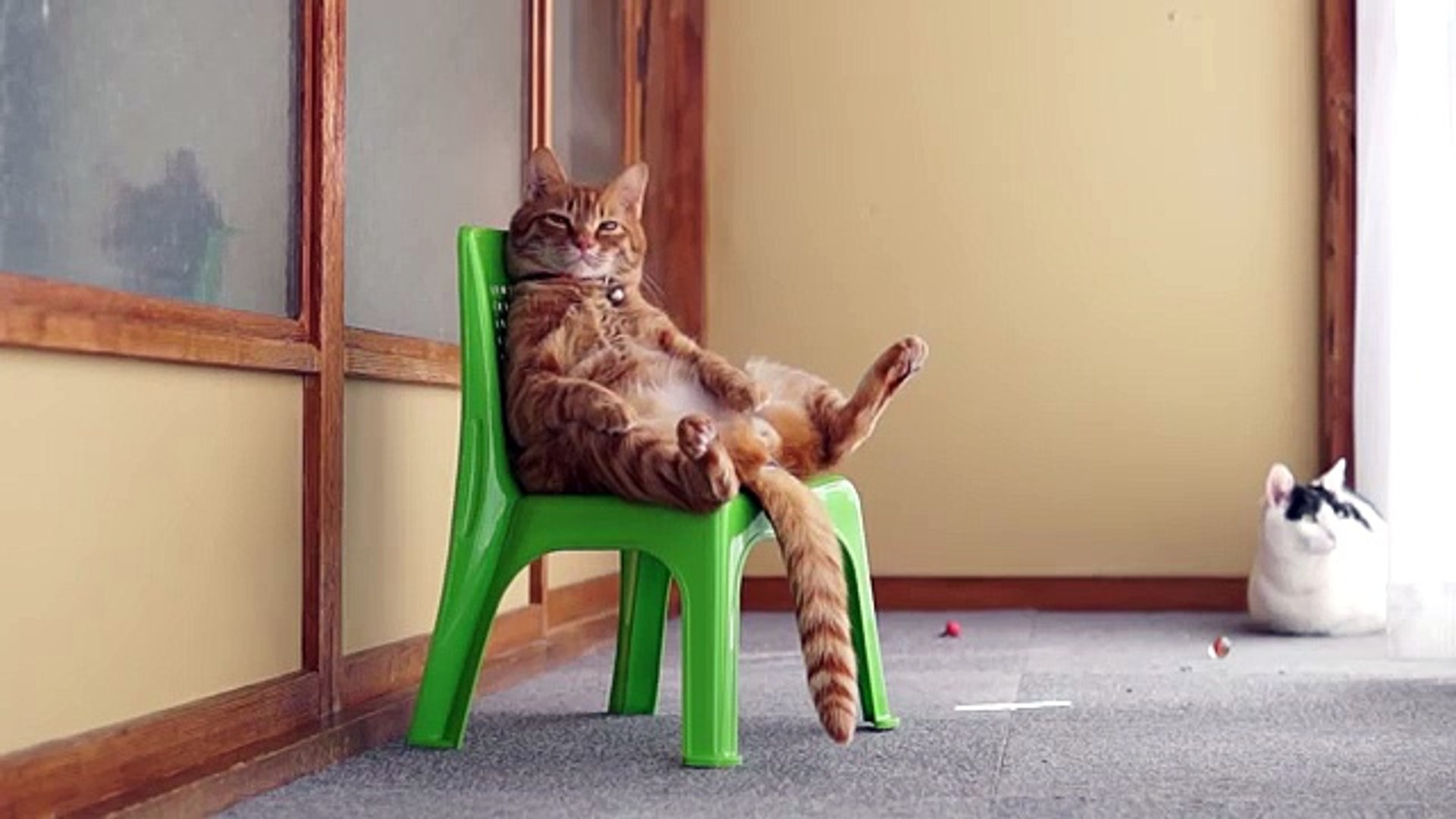 ⁣Жизнь короля. Смешной рыжий кот сидит на троне