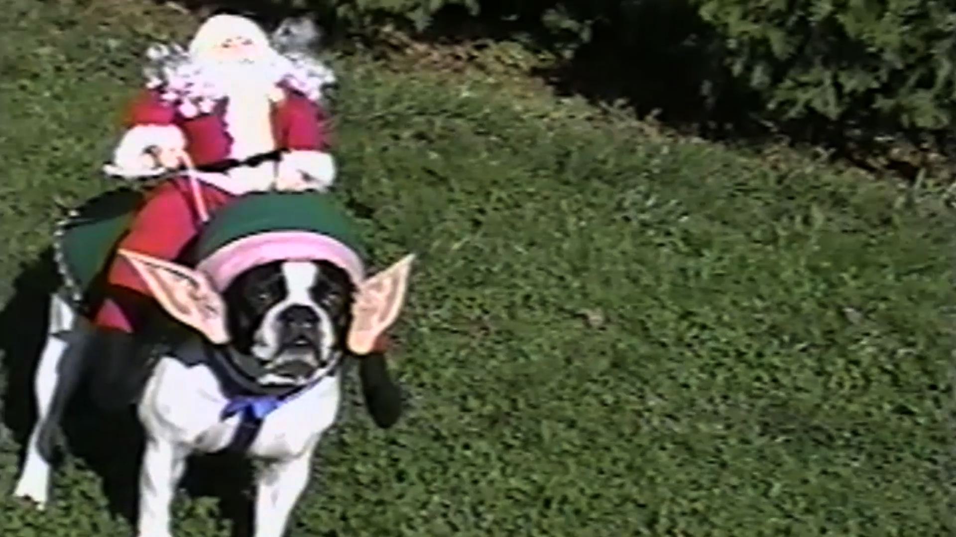 ⁣Funny Pets Getting Festive
