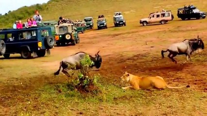 La différence entre un lion et une lionne