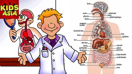 Let Us Know Our Body Internal | Kids Animated Story in English | Kids Asia