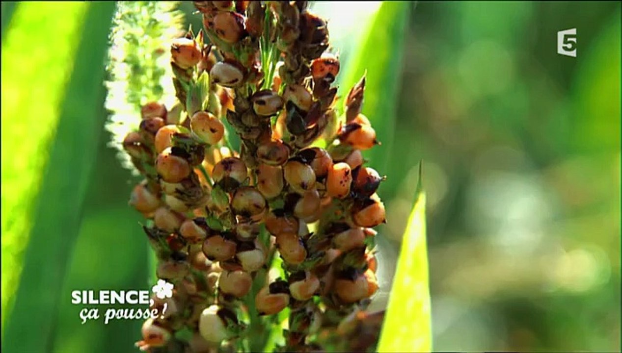 Silence, ça pousse ! 2.12.2015 VOSTF France 5
