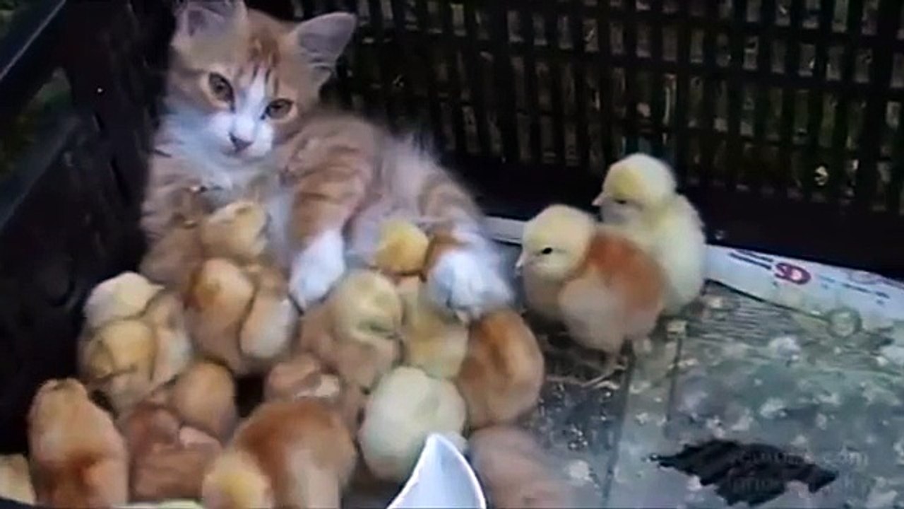 Kitty is a Chick Magnet!
