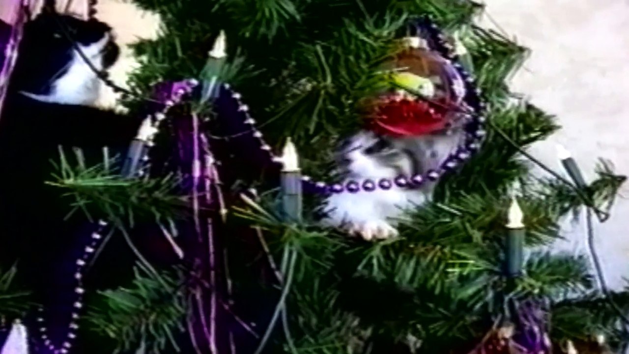 Funny cats On Christmis