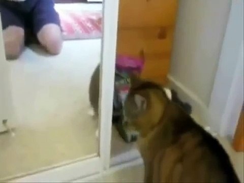 Топ 10 Смешных Видео Про Котов Top 10 Funny Videos Of Cats Lustige Videos Über Katzen