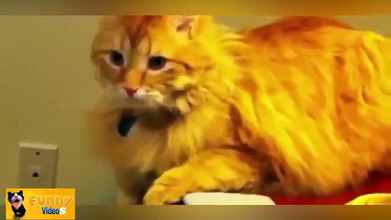 Funny Cats Compilation Lustige Katzen Zusammenstellung Chats Drôles Compilation