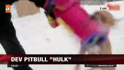 Dev pitbull Hulk Güncel Haberler