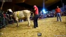 JARIPEO DE LUJO CON LOS DESTRUCTORES DE MEMO OCAMPO LOS TOROS MAS SALVAJES DE MEXICO VALIENTE JINETE MONTA A EL PROFESOR JIRAFALES NOVIEMBRE 2015