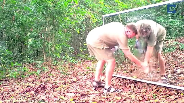 Vahşi Hayvanların Aynaya Tepkileri