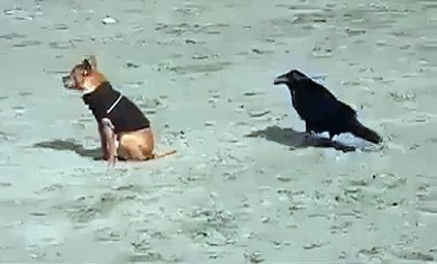 Köpeğin aklını alan karga!