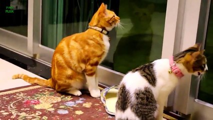 Funny Cats and Kittens Meowing Compilation 2015 HD
