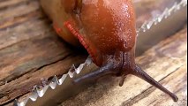 Dünyanın En Keskin Bıçağı Üzerinden Sümüklü Böcek Geçerse