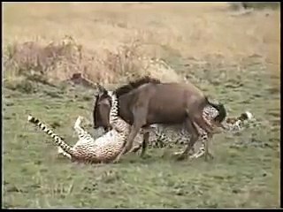 Çitaların organize antilop avı!