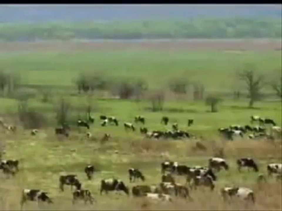 Kaplan İneğe Saldırıyor