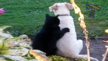 Funny cats massaging and petting dogs - Cute animal compilation