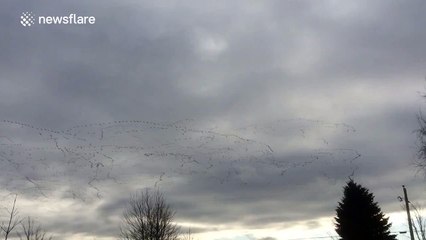Super sized flock of geese caught on camera flying overhead