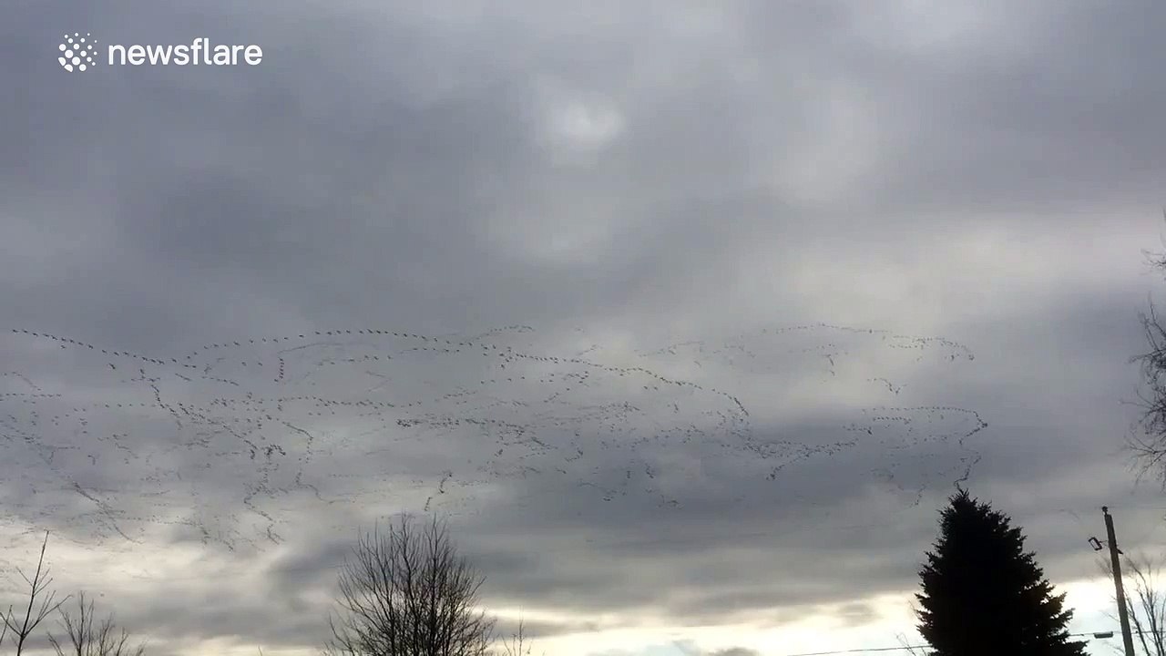 Super sized flock of geese caught on camera flying overhead