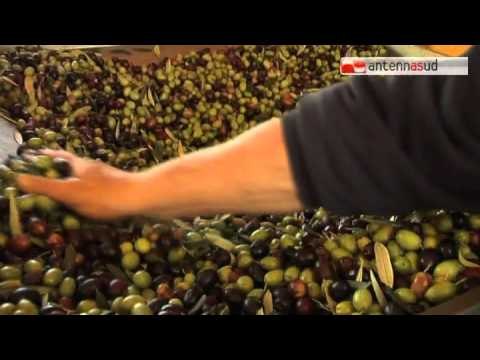 Tg Antenna Sud - Allarme olio della Coldiretti, troppe le importazioni