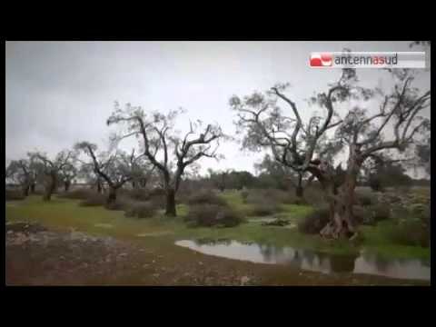 Tg Antenna Sud - Xylella, il Pd boccia la legge Blasi